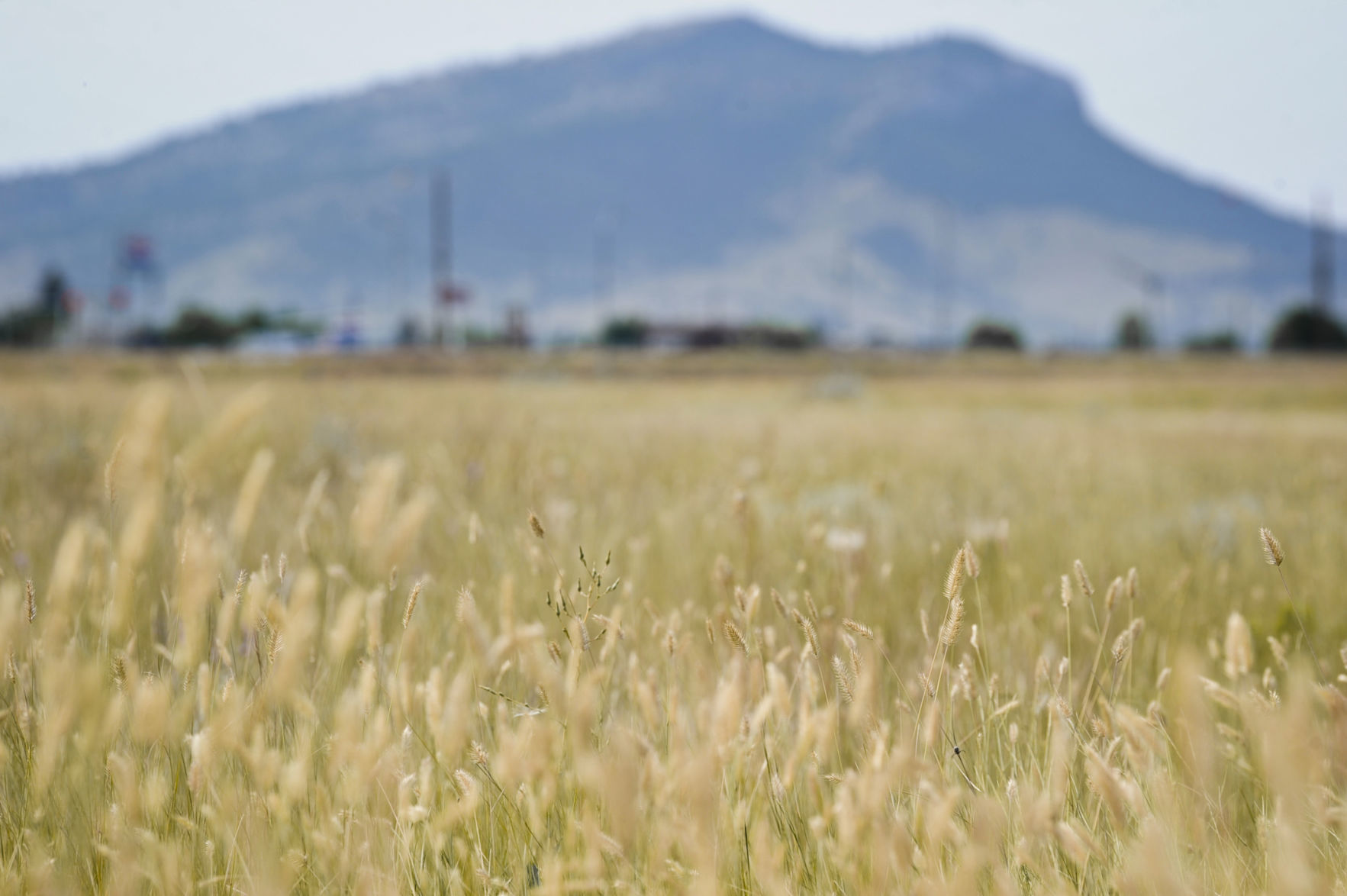Parched grass